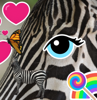 fotka zebra.png